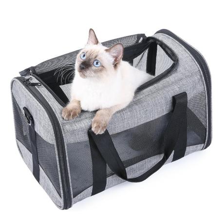 Cat in a carrier